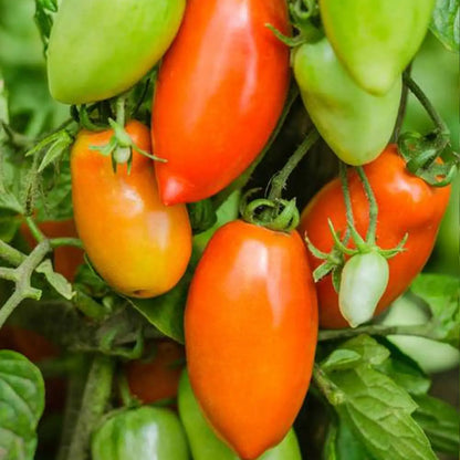 San Marzano Organic Tomato Seeds