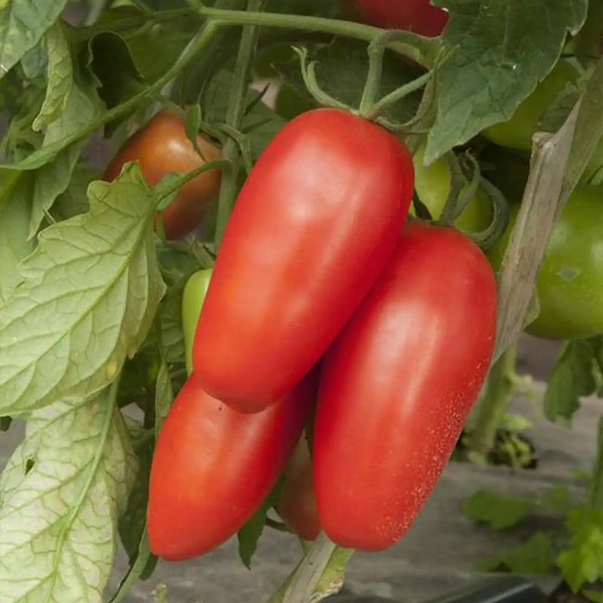 San Marzano Organic Tomato Seeds