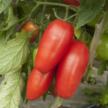 San Marzano Organic Tomato Seeds