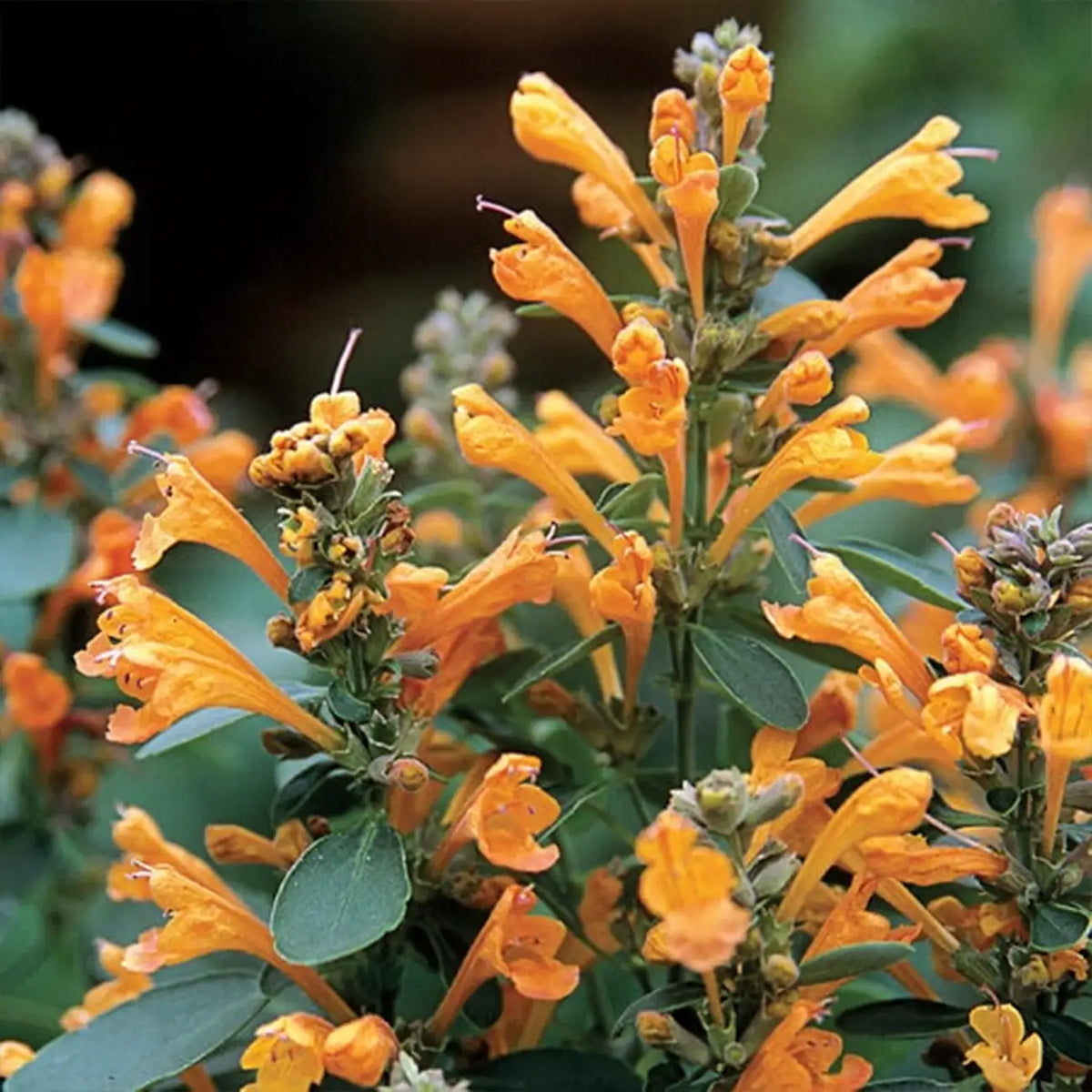Sandstone Hyssop Seeds