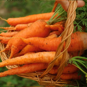 Scarlet Nantes Carrot Seeds