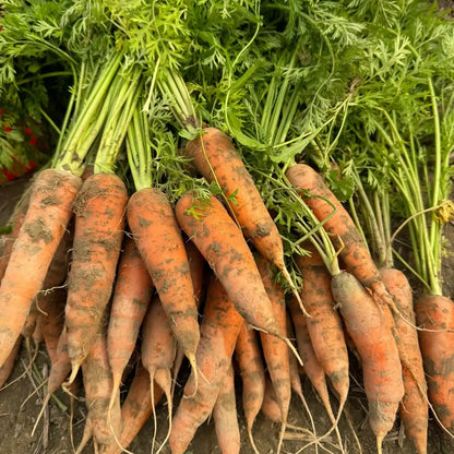 Scarlet Nantes Carrot Seeds
