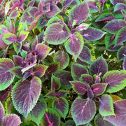 Shiso Seeds - Red Shiso