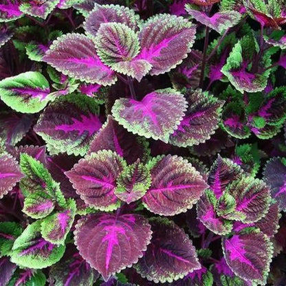 Shiso Seeds - Red Shiso