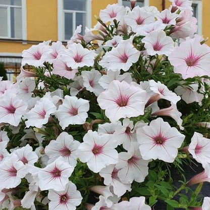 Petunia Seeds - Blushing Berry