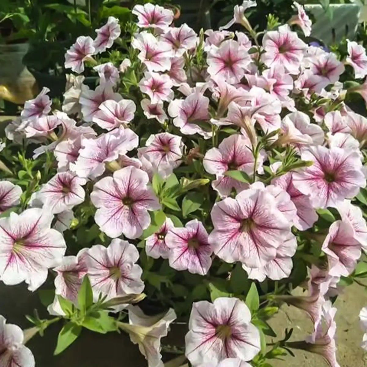 Petunia Seeds - Blushing Berry