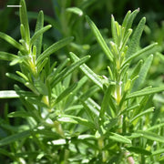 SimplyHerbsTM Rosemary Seeds