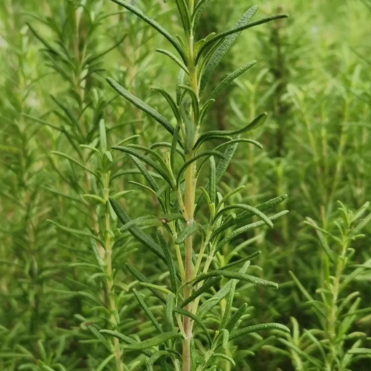 SimplyHerbsTM Rosemary Seeds