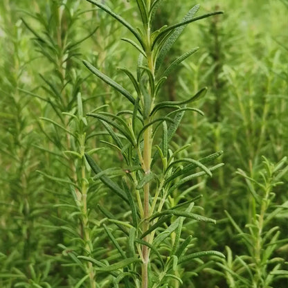 SimplyHerbsTM Rosemary Seeds