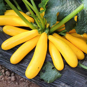 Smooth Criminal Squash Seeds