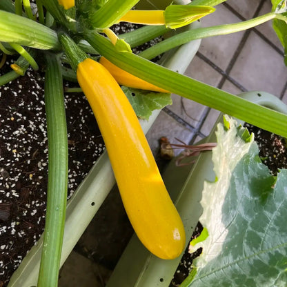Smooth Criminal Squash Seeds