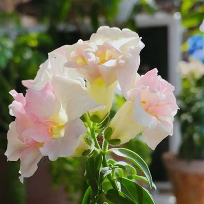 Snapdragon Twinny Appleblossom Seeds