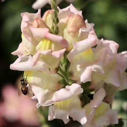 Snapdragon Twinny Appleblossom Seeds