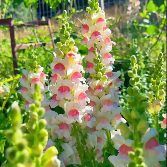 Snapdragon Seeds - Pink & White