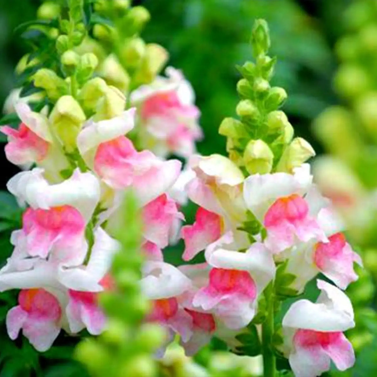 Snapdragon Seeds - Pink & White