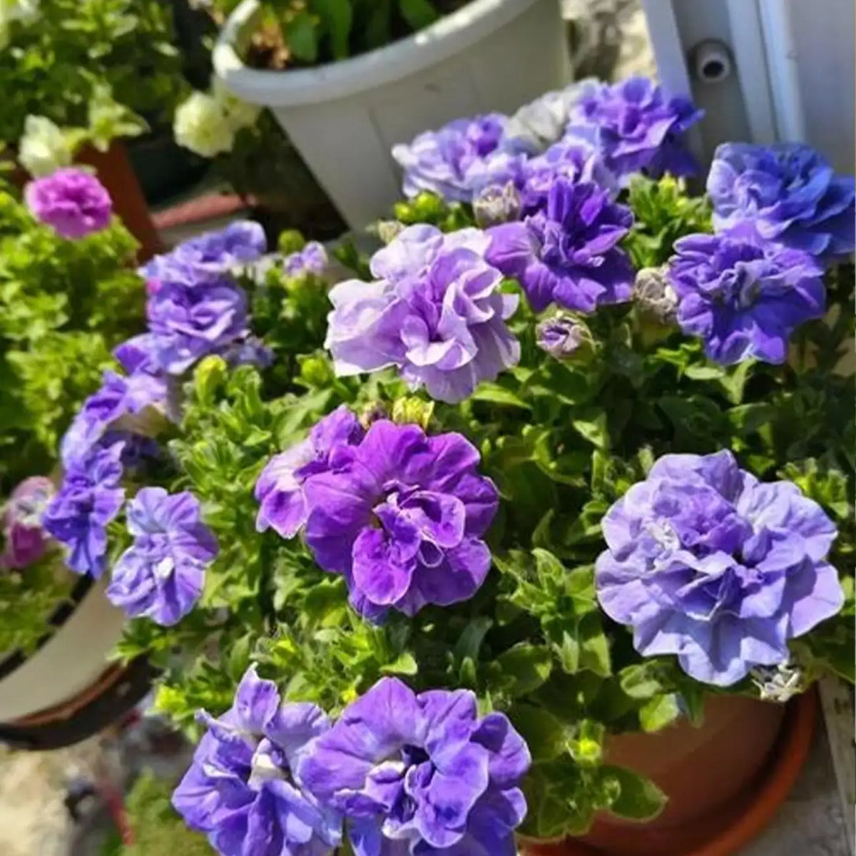 Double Petunia Seeds - Frilly Violet