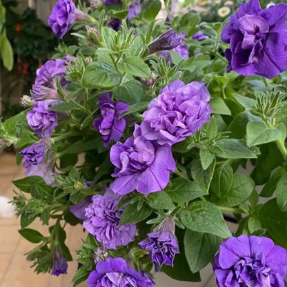 Double Petunia Seeds - Frilly Violet