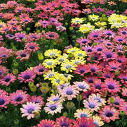 South African Marigolds Seeds