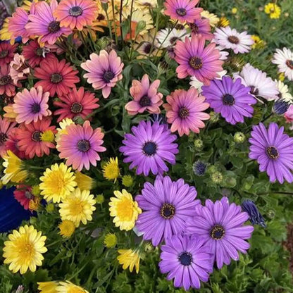 South African Marigolds Seeds