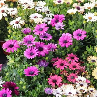 South African Marigolds Seeds
