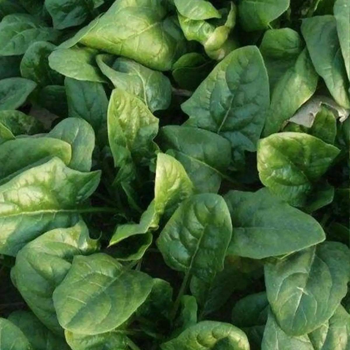 Space F1 Organic Spinach Seeds