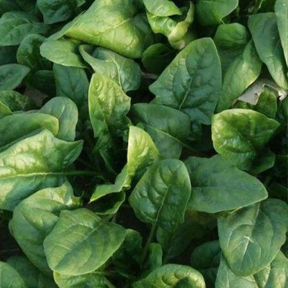 Space F1 Organic Spinach Seeds