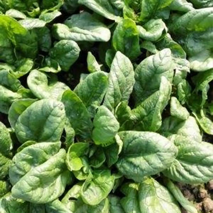 Space F1 Organic Spinach Seeds