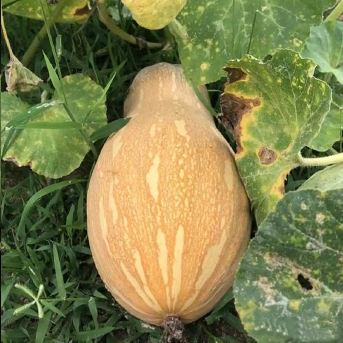 Squash Seeds