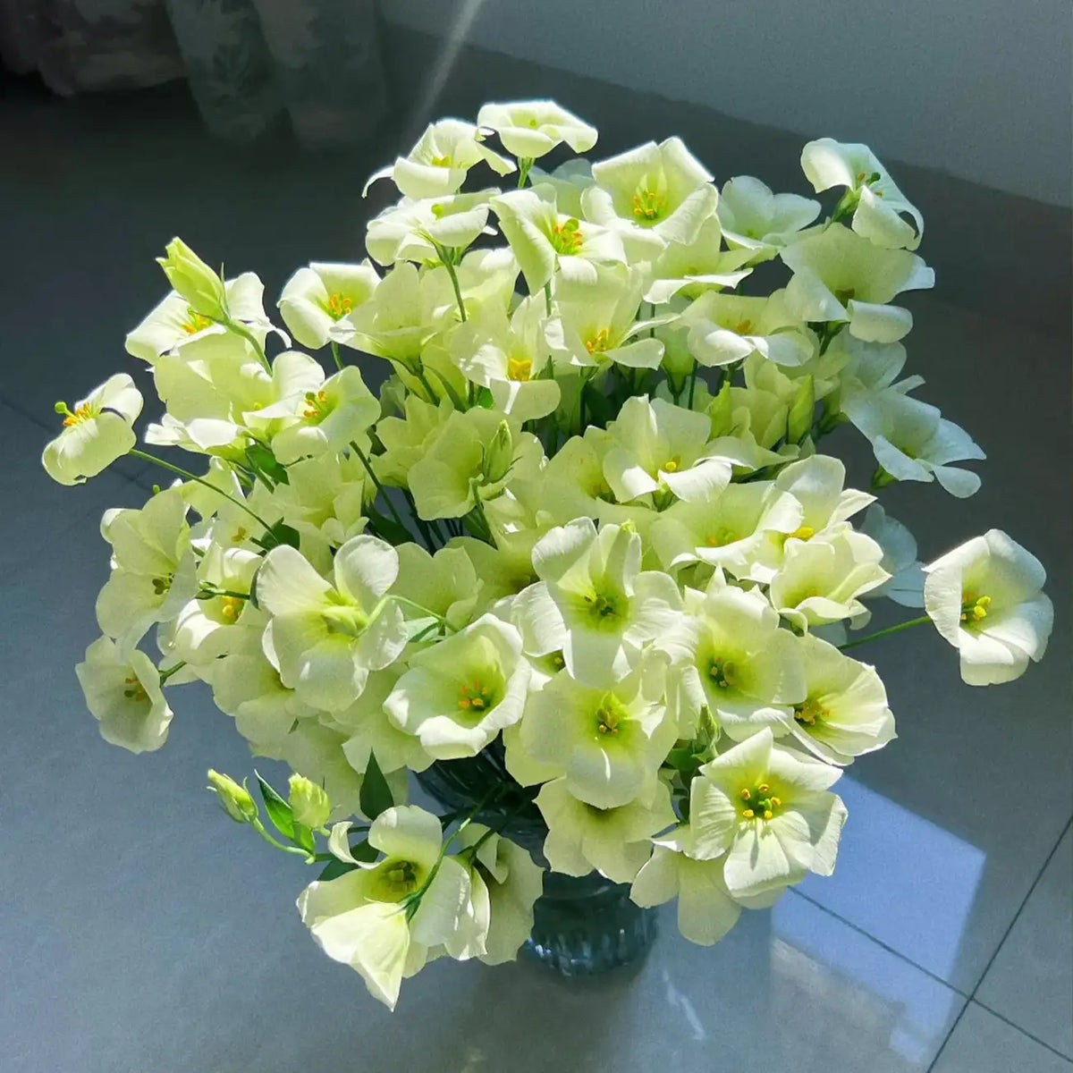 Star Jasmine Series Platycodon Seeds