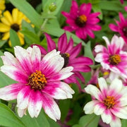 Starlight Rose Zinnia Seeds
