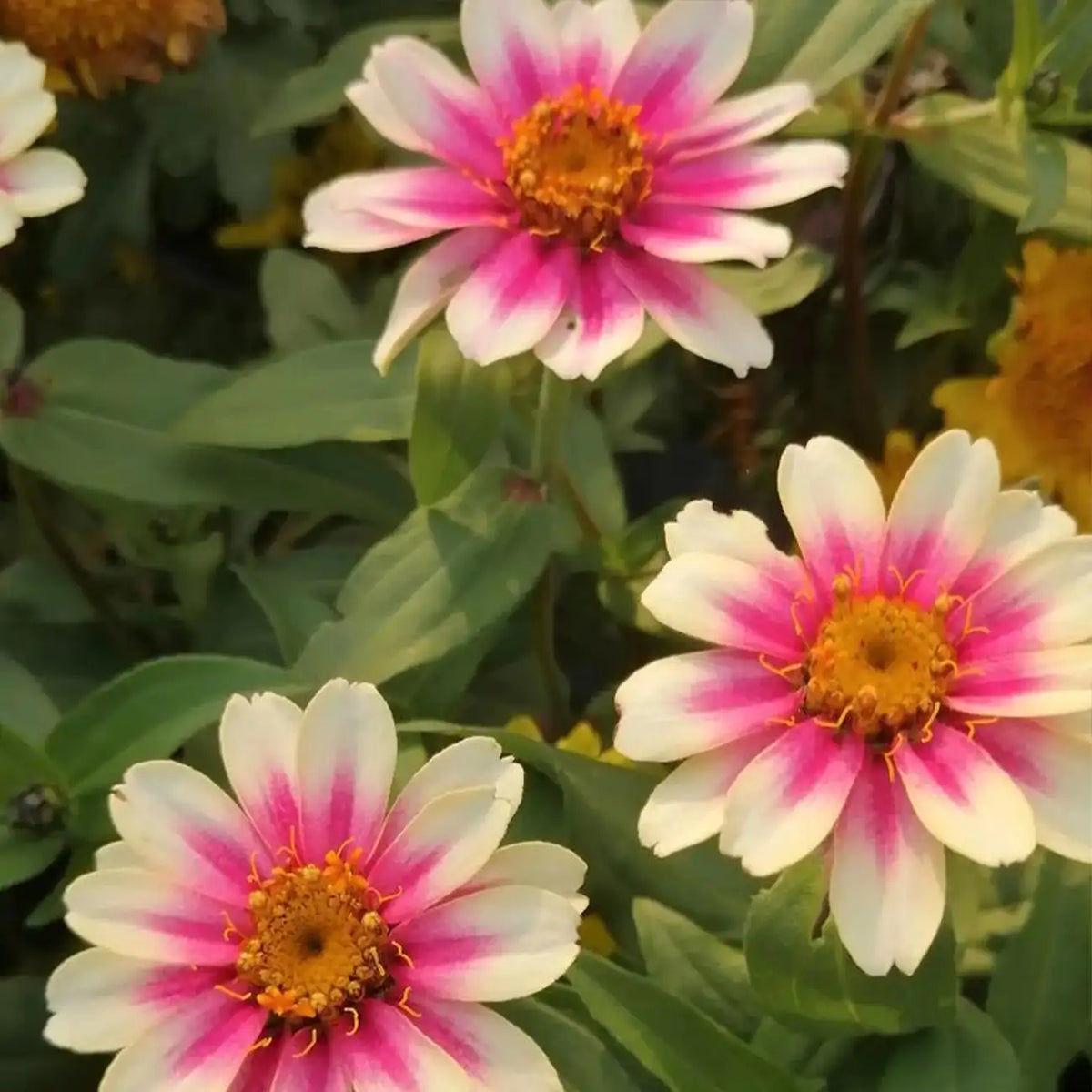 Starlight Rose Zinnia Seeds