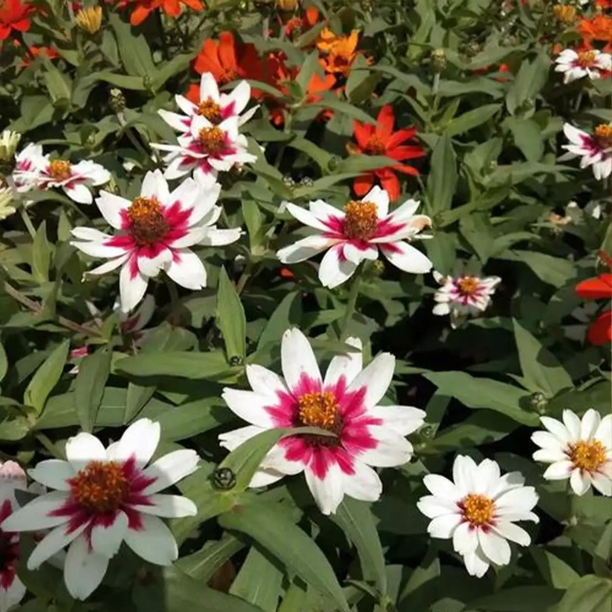 Starlight Rose Zinnia Seeds