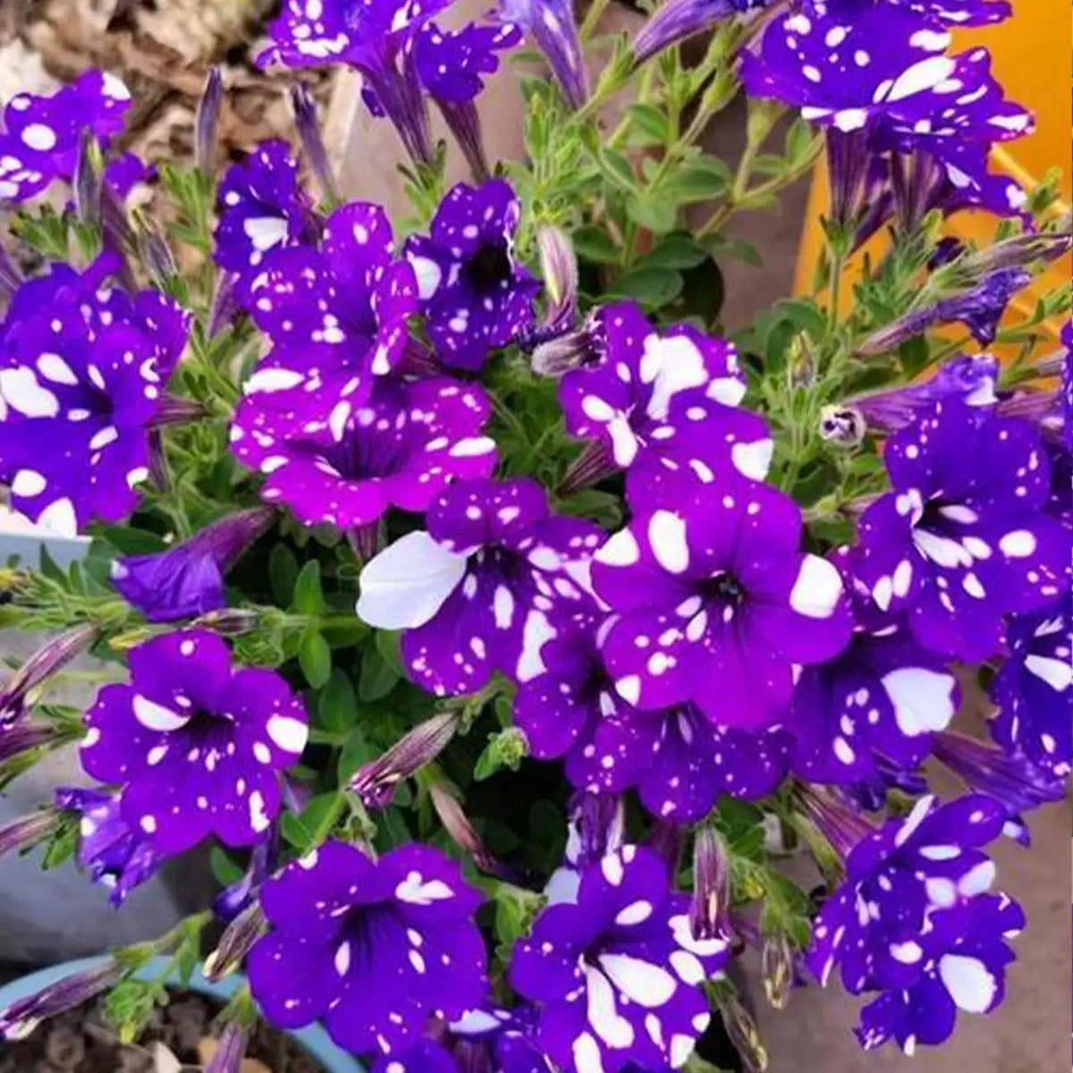 Petunia Seeds - Galactic Wonder