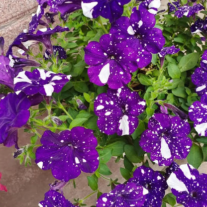 Petunia Seeds - Galactic Wonder