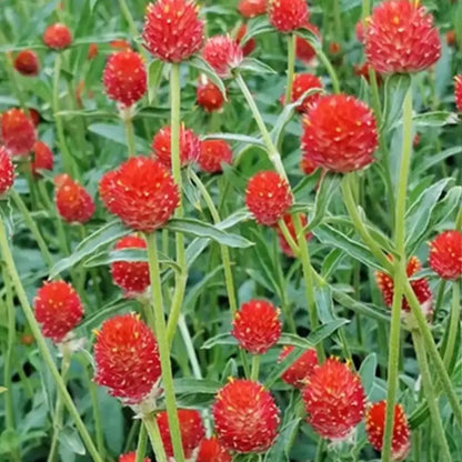 'Strawberry Fields' Gomphrena Seeds