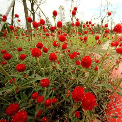 'Strawberry Fields' Gomphrena Seeds