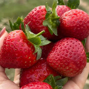 Strawberry Seeds