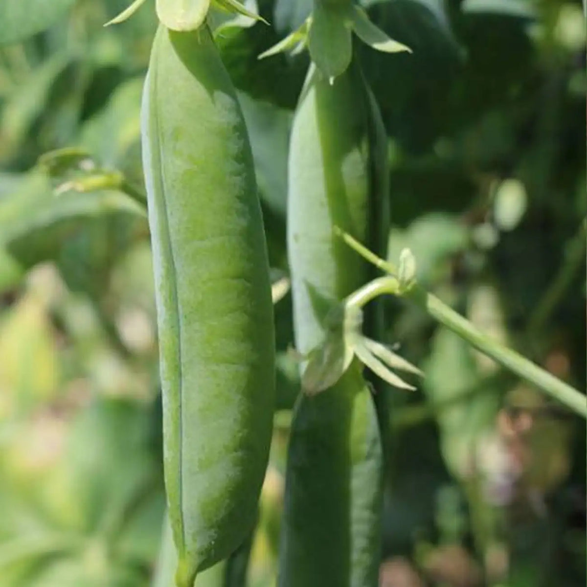 'Sugar Ann' Sugar Snap Pea Seeds