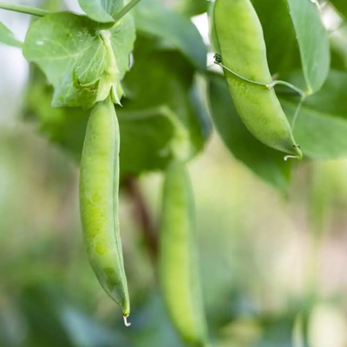 'Sugar Ann' Sugar Snap Pea Seeds