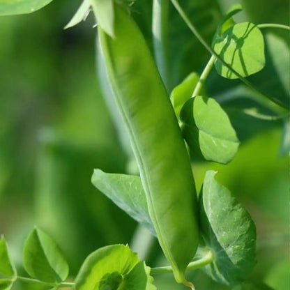 'Sugar Ann' Sugar Snap Pea Seeds