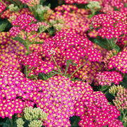 Summer Berries Yarrow Seeds
