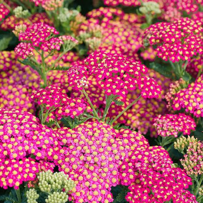 Summer Berries Yarrow Seeds