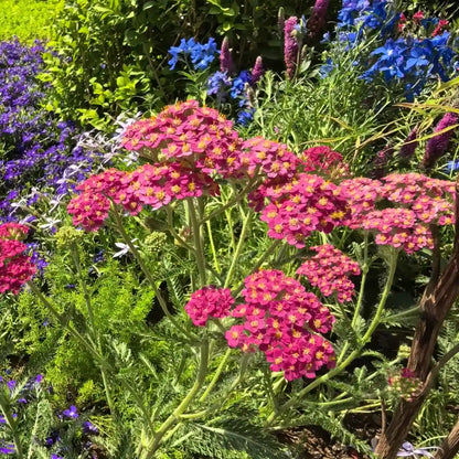 Summer Berries Yarrow Seeds