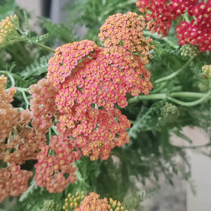 Summer Berries Yarrow Seeds
