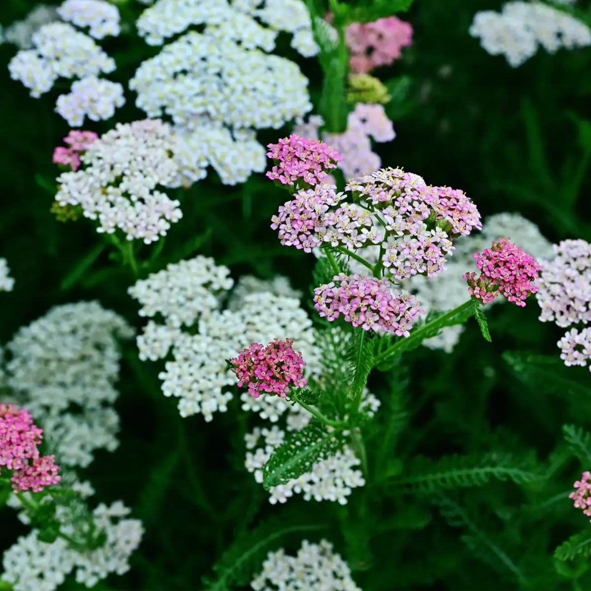 Summer Berries Yarrow Seeds