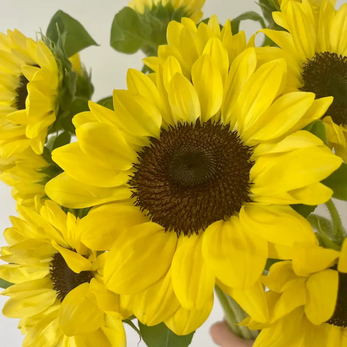 Summer Lemonade Sunflower Seeds