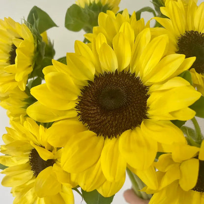 Summer Lemonade Sunflower Seeds