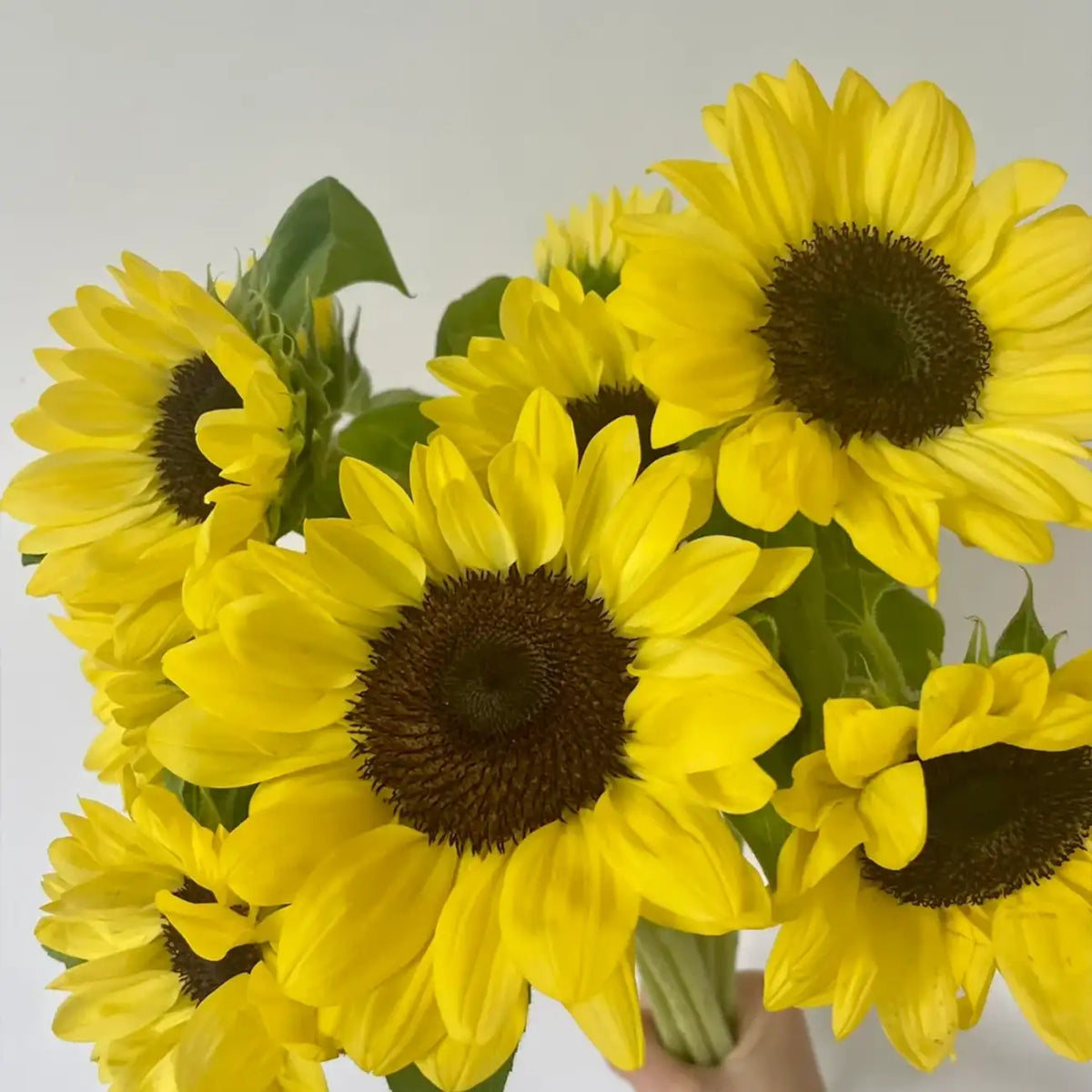 Summer Lemonade Sunflower Seeds