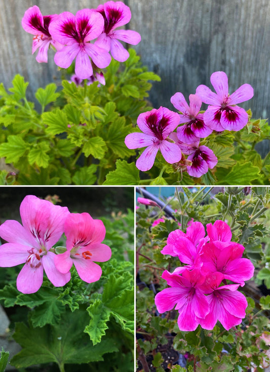 Geraniums - Sunday Brunch - Scented Geraniums