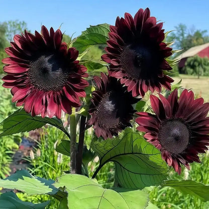 Sunflower 'Black Swan' Seeds